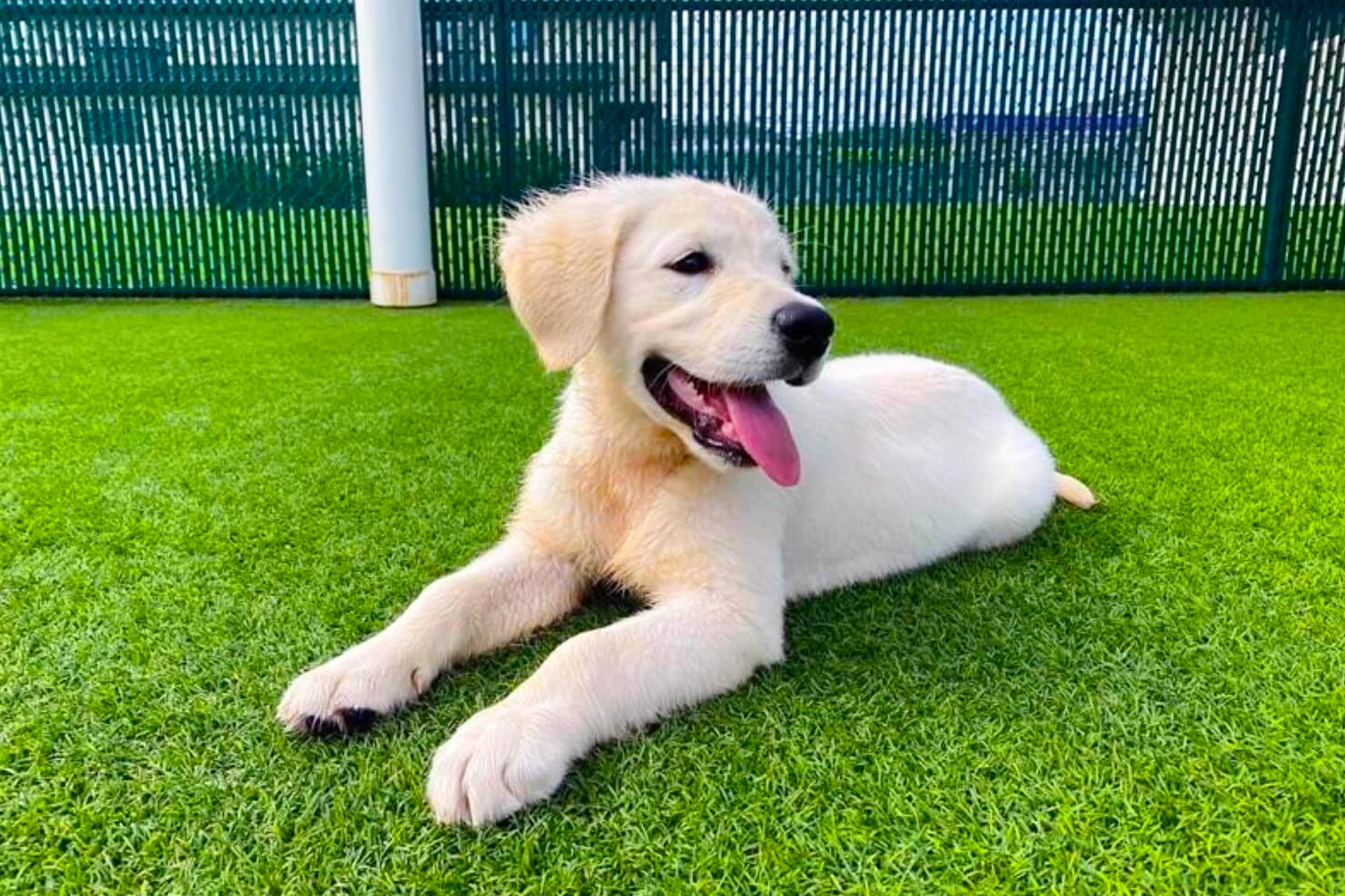 Pet Friendly Turf Installation in The Woodlands, TX